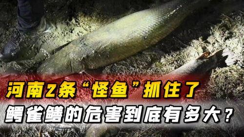 汝州最新爆料怪鱼,揭秘其神秘身世与生态之谜